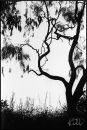 Eucalyptus silhouette