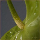 Green anthurium, 1