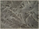 Moir� sand, 2008