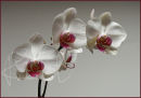 Phalenopsis orchid, 2007