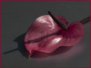 Pink anthurium