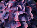 Mophead hydrangea