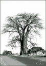 Roadside baobab