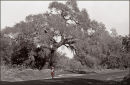 Walking past the winter thorn