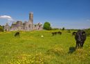 Scenic Quin Abbey, county clare, ireland