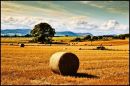 Rural Countryside Landscape