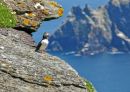 Skellig Island Puffin