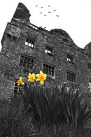 Leamaneh Castle, Kilnaboy, father ted location, County Clare, ireland, black and white yellow daffodil