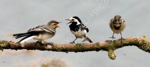 Feed Me............Feed Me !!