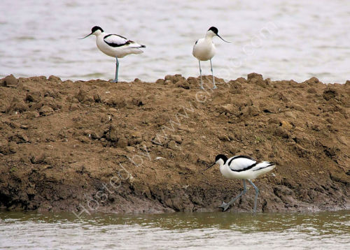 Who has the longest Beak?