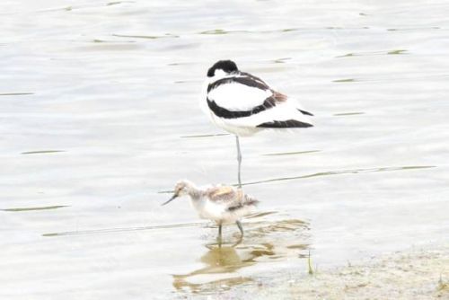 Mother and child doing well .............