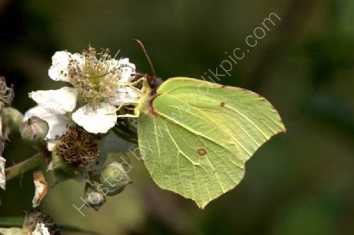 Brimstone and Treacle!