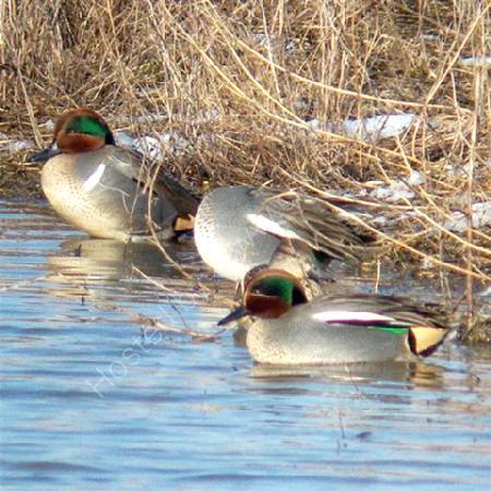 Green Winged Teal - Odd one Out