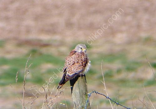 Kestrel Resting !