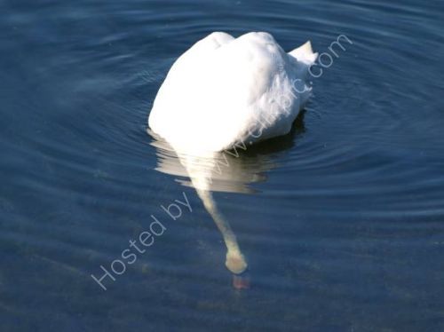 Looking for Treasure