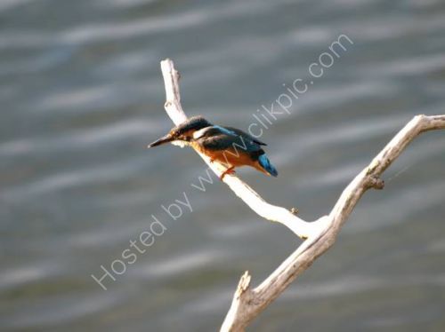 King of the Pond