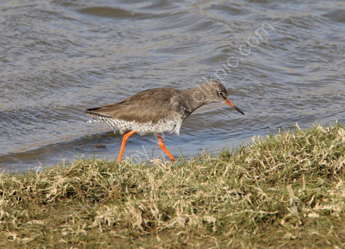 Red Legs