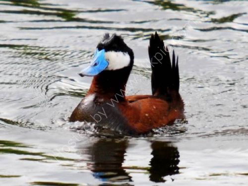 Those Ruddy Ducks !!!
