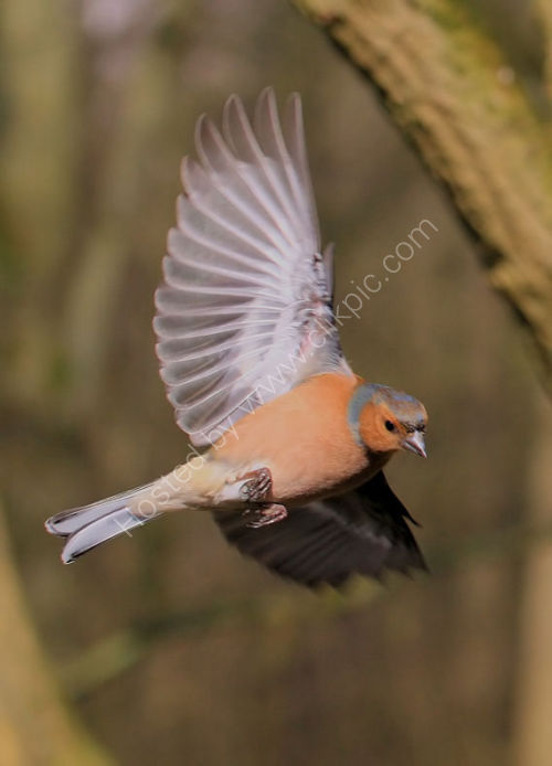 Look at my wings