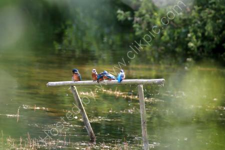 Kings of the Water