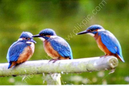 Waiting to be fed