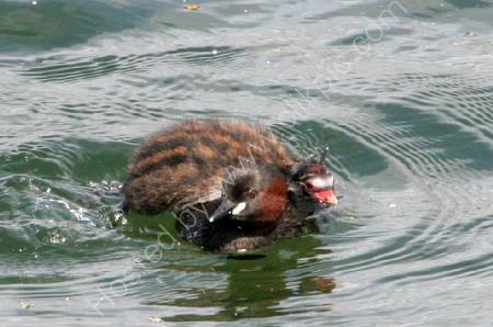 Too Lazy to swim
