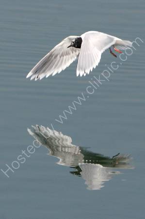 Little Gull with a big reflection
