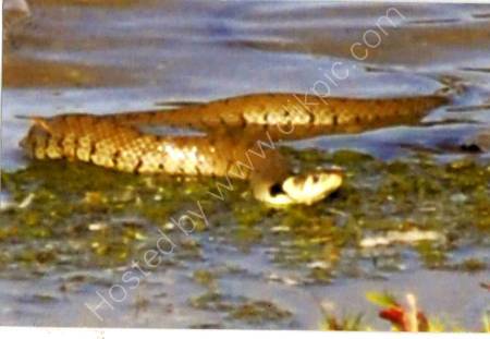 Don't swim in the Lake