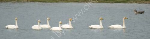 Six Swans a swimming.......or are they WILDBIRD WHOPPERS !!