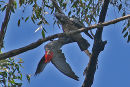 Gang Gang Cockatoos display