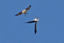 White-bellied Sea Eagle mock attack