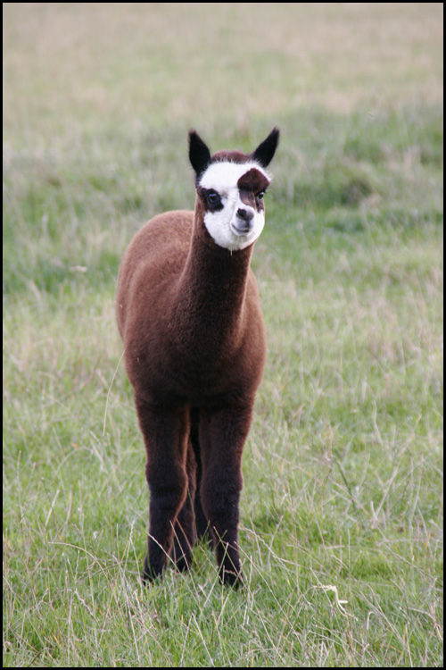 Fitou as a baby, born 2006