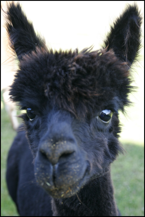 Merlot, born 2006, this was after his first shearing 2007