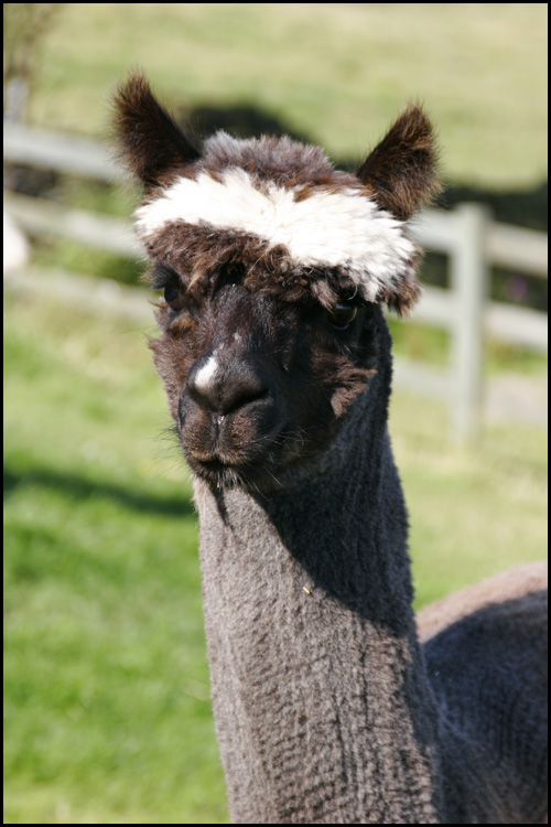 Bosley after being sheared