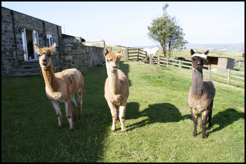 Rooney, Gavin and Bosley