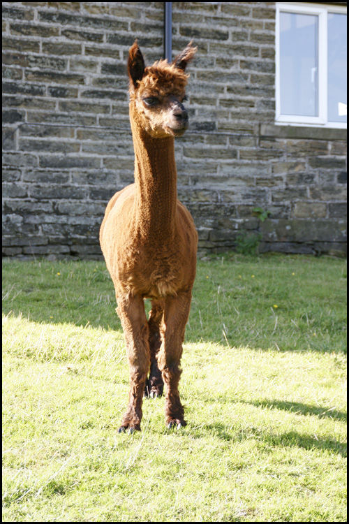 Rio, after shearing
