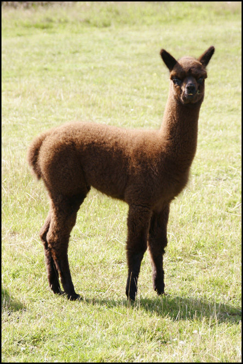 Pinot as a baby