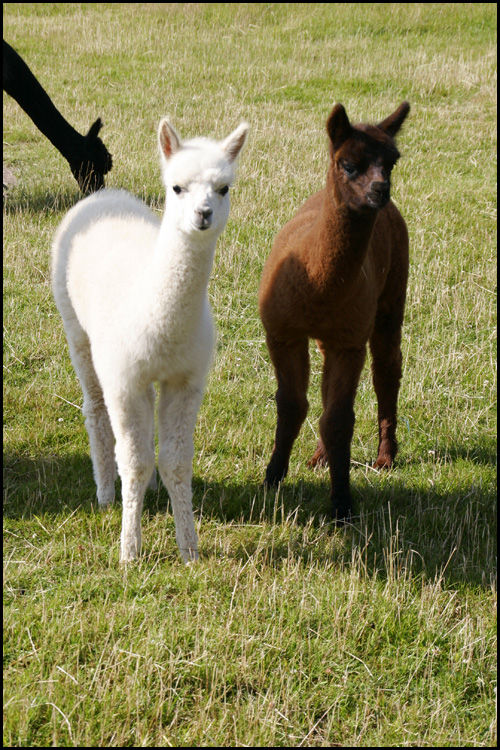 Pinot and Bollinger as babies