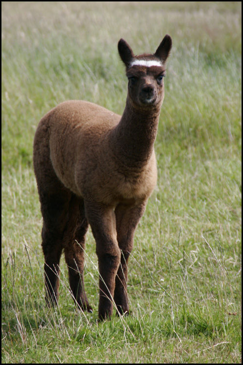 Rolo as a baby
