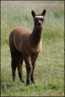Rolo as a baby
