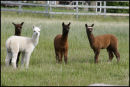 New Babies Born