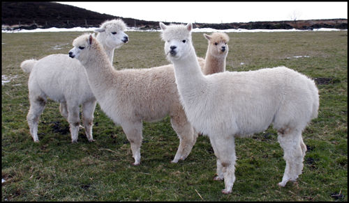 Moet with her son Bolly and Chablis with daughter Zinny