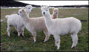 Moet with her son Bolly and Chablis with daughter Zinny