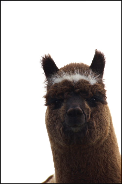Barolo, he has the most enormous eyelashes