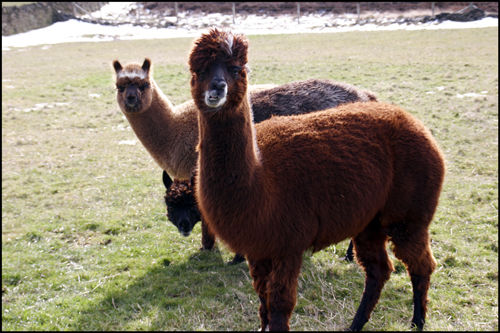 Paprika and Rolo
