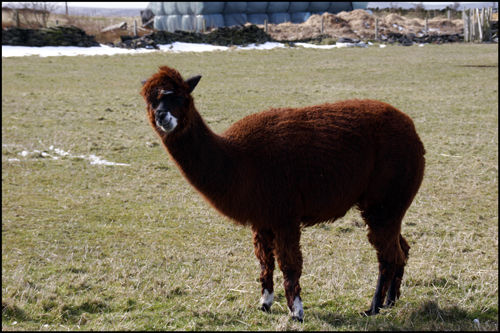 Paprika