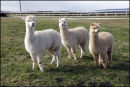 Chablis, Bollinger and Zinfandel (or zinny for short)