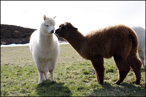 Bollinger and Rolo