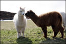 Bollinger and Rolo