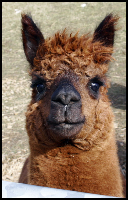 Rio, he is such a little sweety